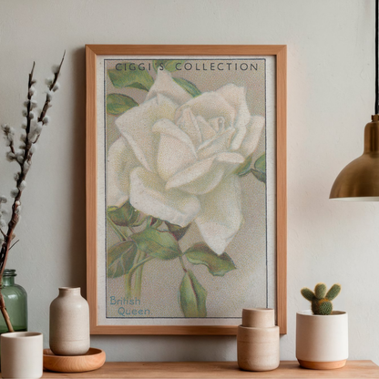 Vintage British Queen Flower Print | 1930's Cigarette Card