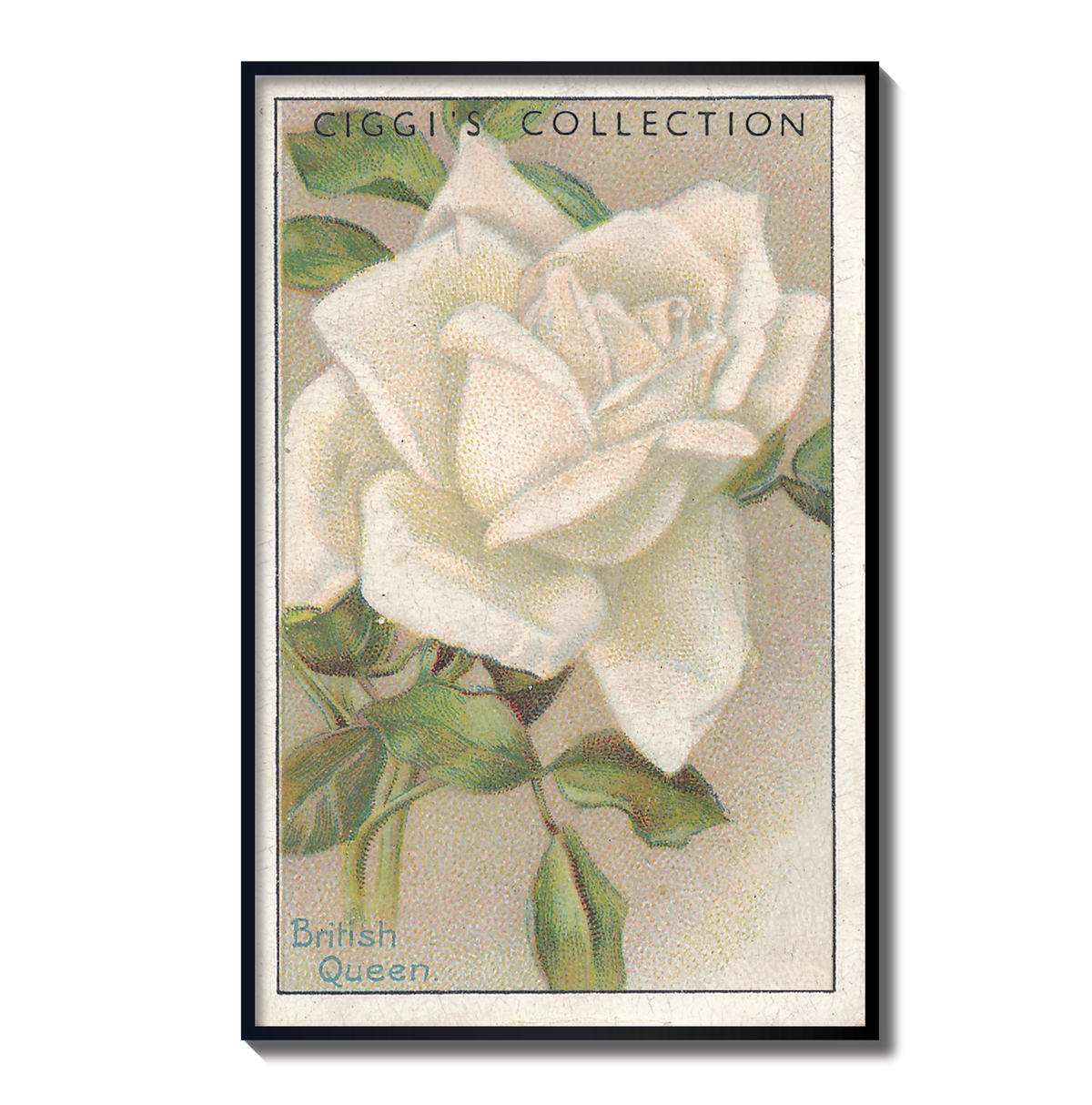 Vintage British Queen Flower Print | 1930's Cigarette Card