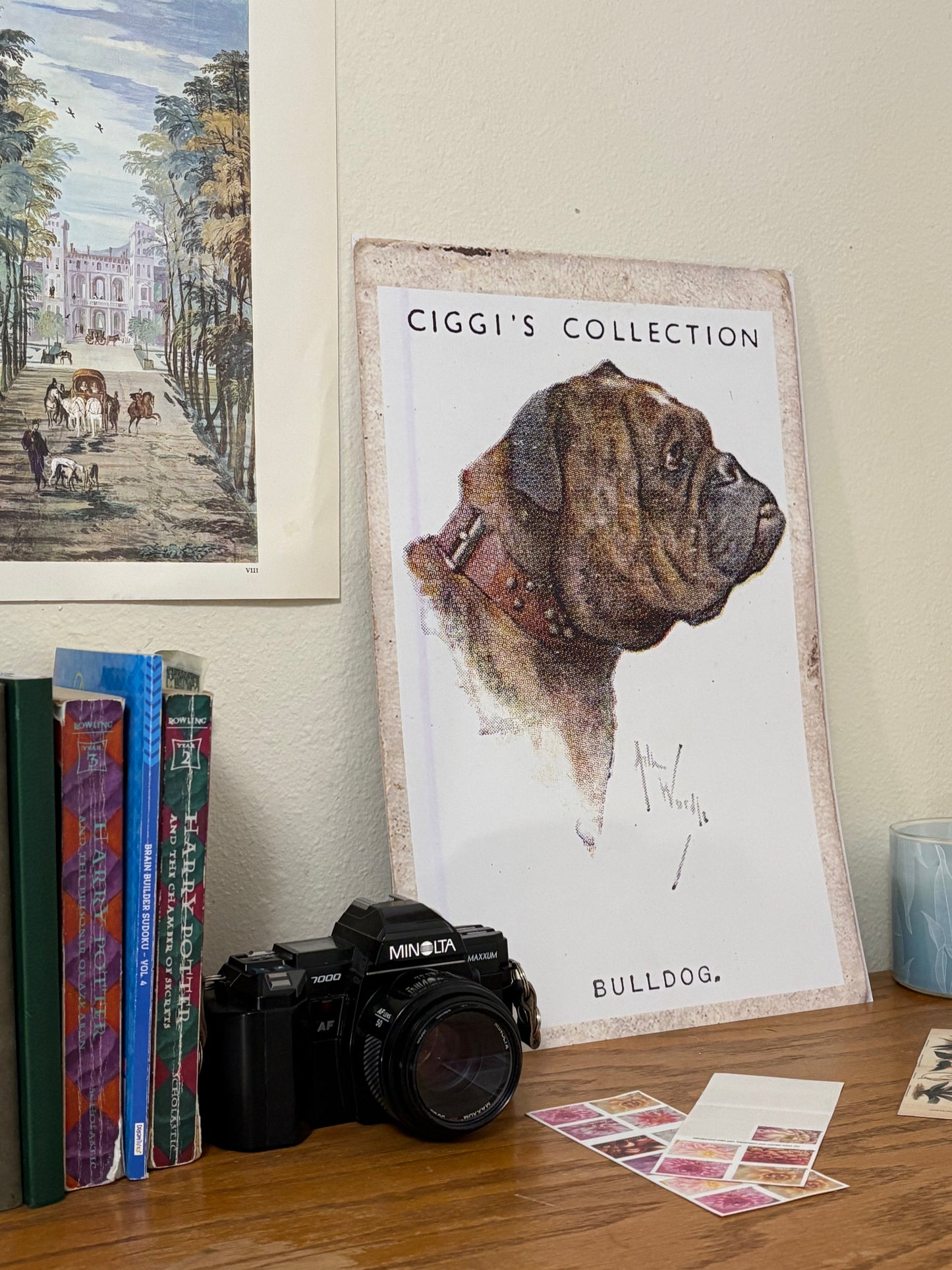 Vintage Bulldog Dog Print | 1930's Cigarette Card