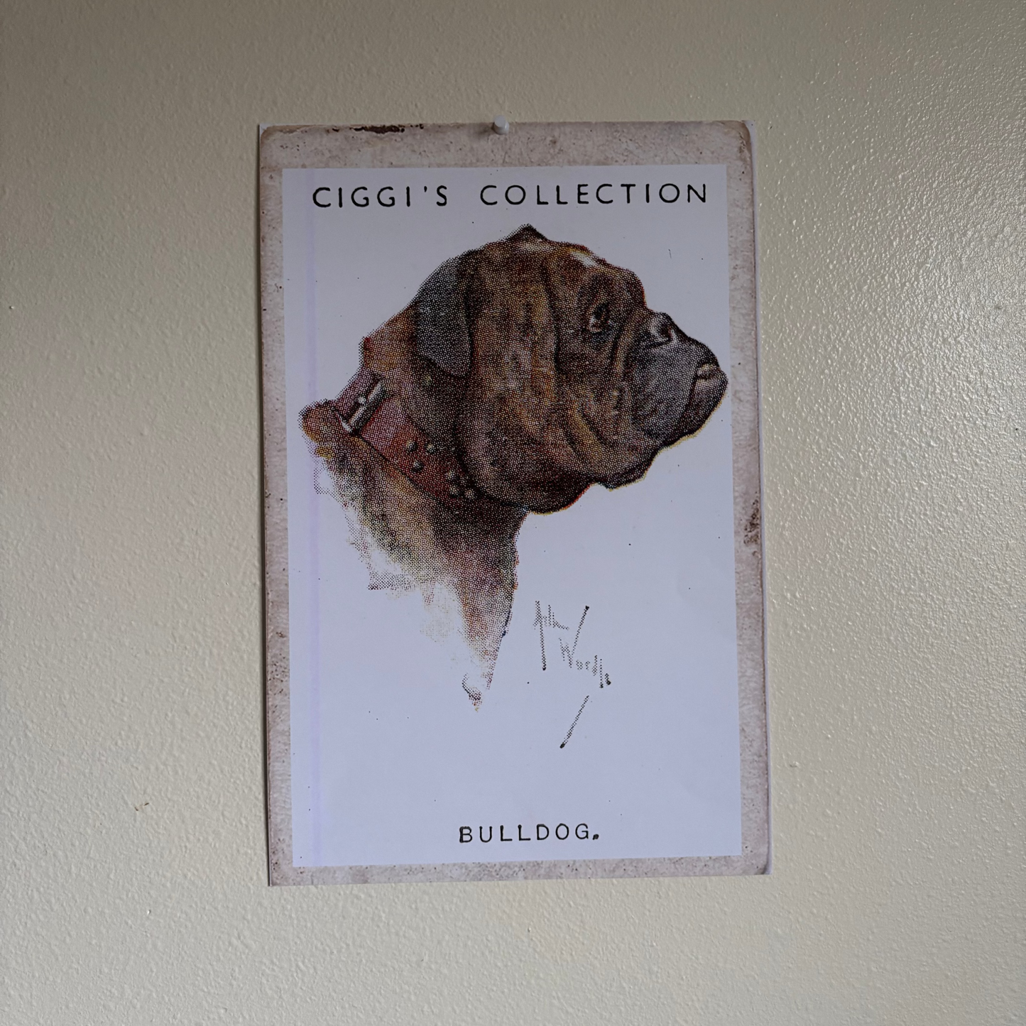 Vintage Bulldog Dog Print | 1930's Cigarette Card