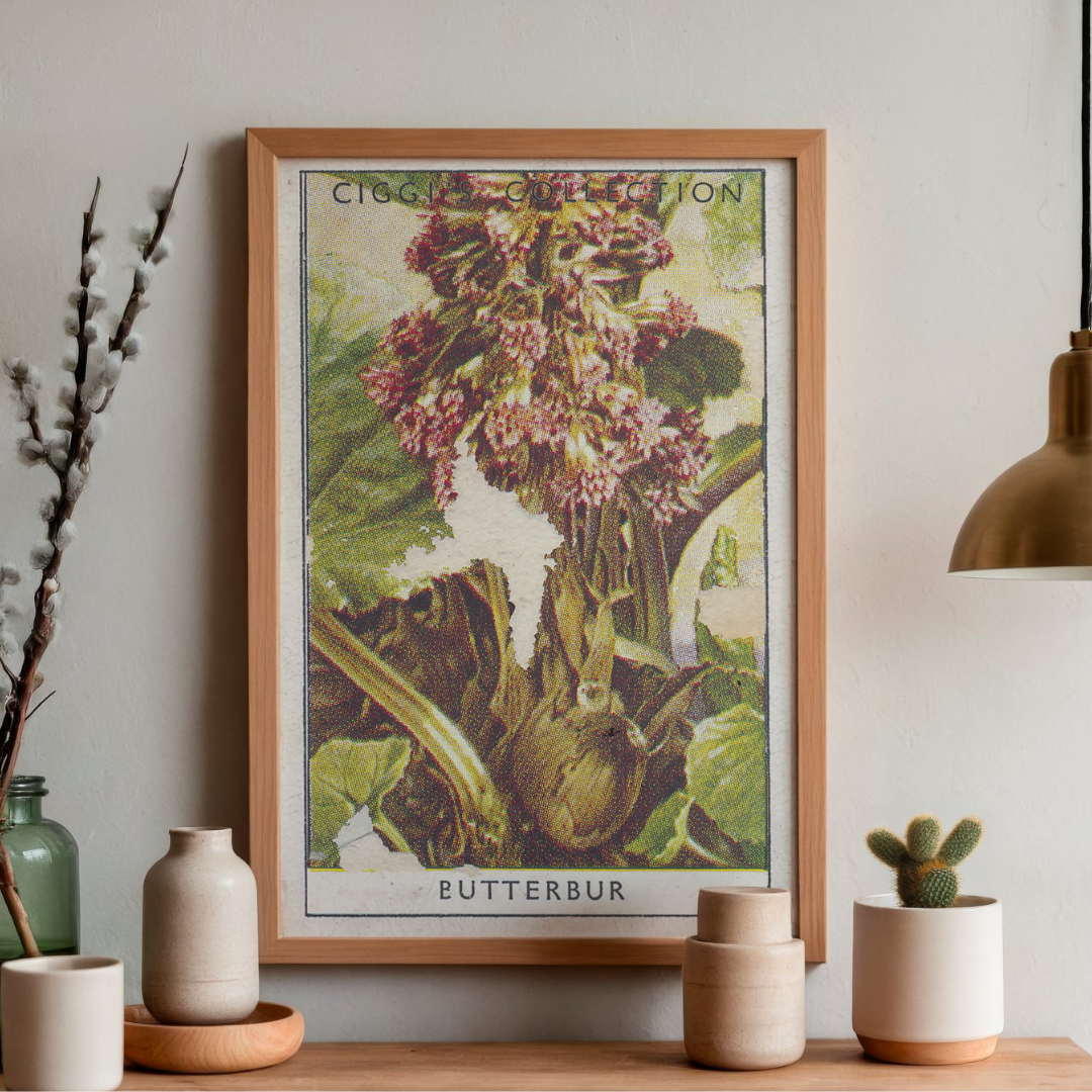 Vintage Butterbur Flower Print | 1930's Cigarette Card