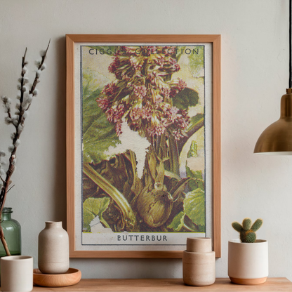 Vintage Butterbur Flower Print | 1930's Cigarette Card