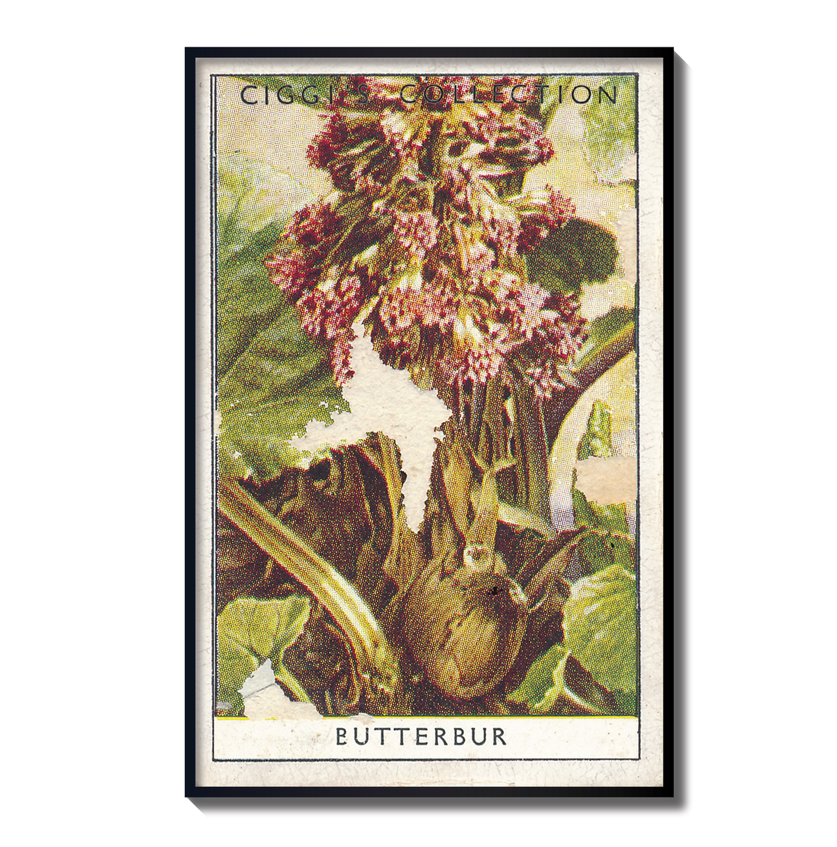 Vintage Butterbur Flower Print | 1930's Cigarette Card