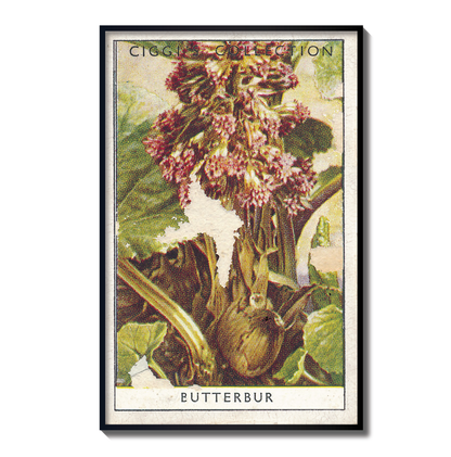 Vintage Butterbur Flower Print | 1930's Cigarette Card