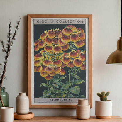Vintage Calceolaria Flower Print | 1930's Cigarette Card
