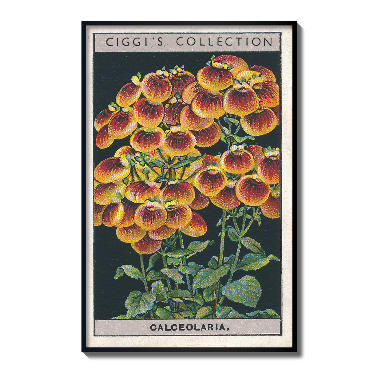 Vintage Calceolaria Flower Print | 1930's Cigarette Card