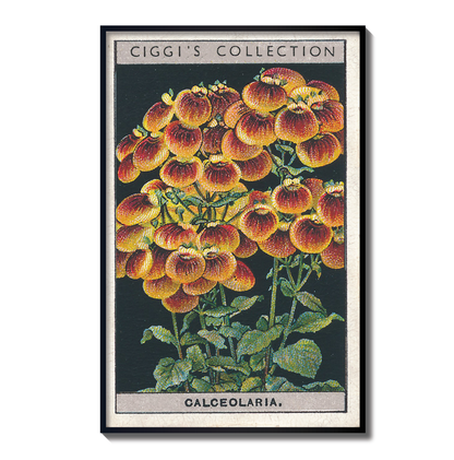 Vintage Calceolaria Flower Print | 1930's Cigarette Card