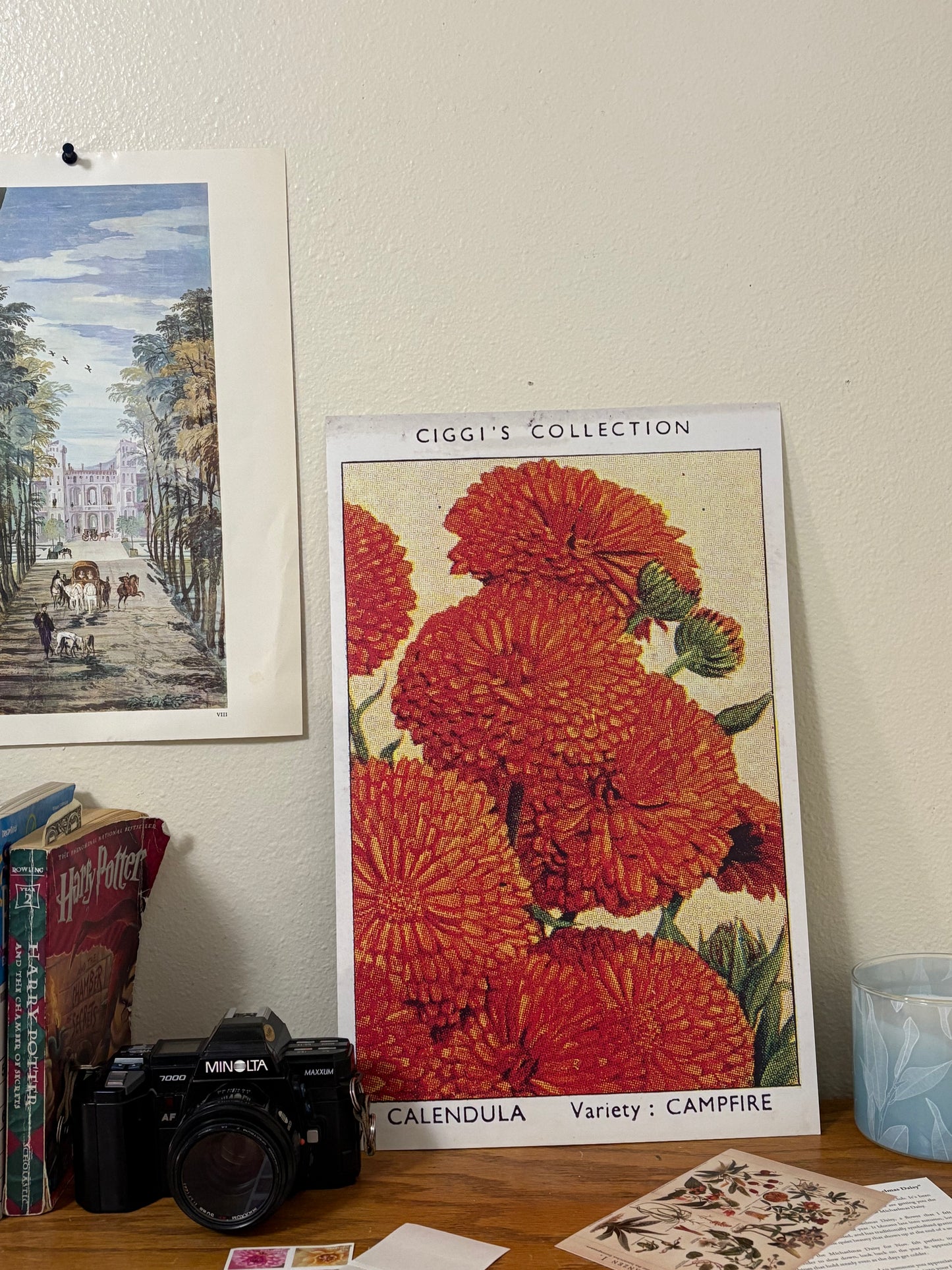 Vintage Calendula Flower Print | 1930's Cigarette Card