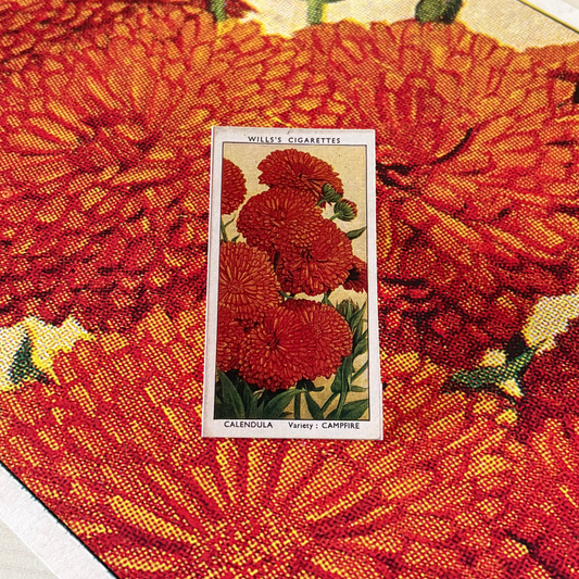 Vintage Calendula Flower Print | 1930's Cigarette Card