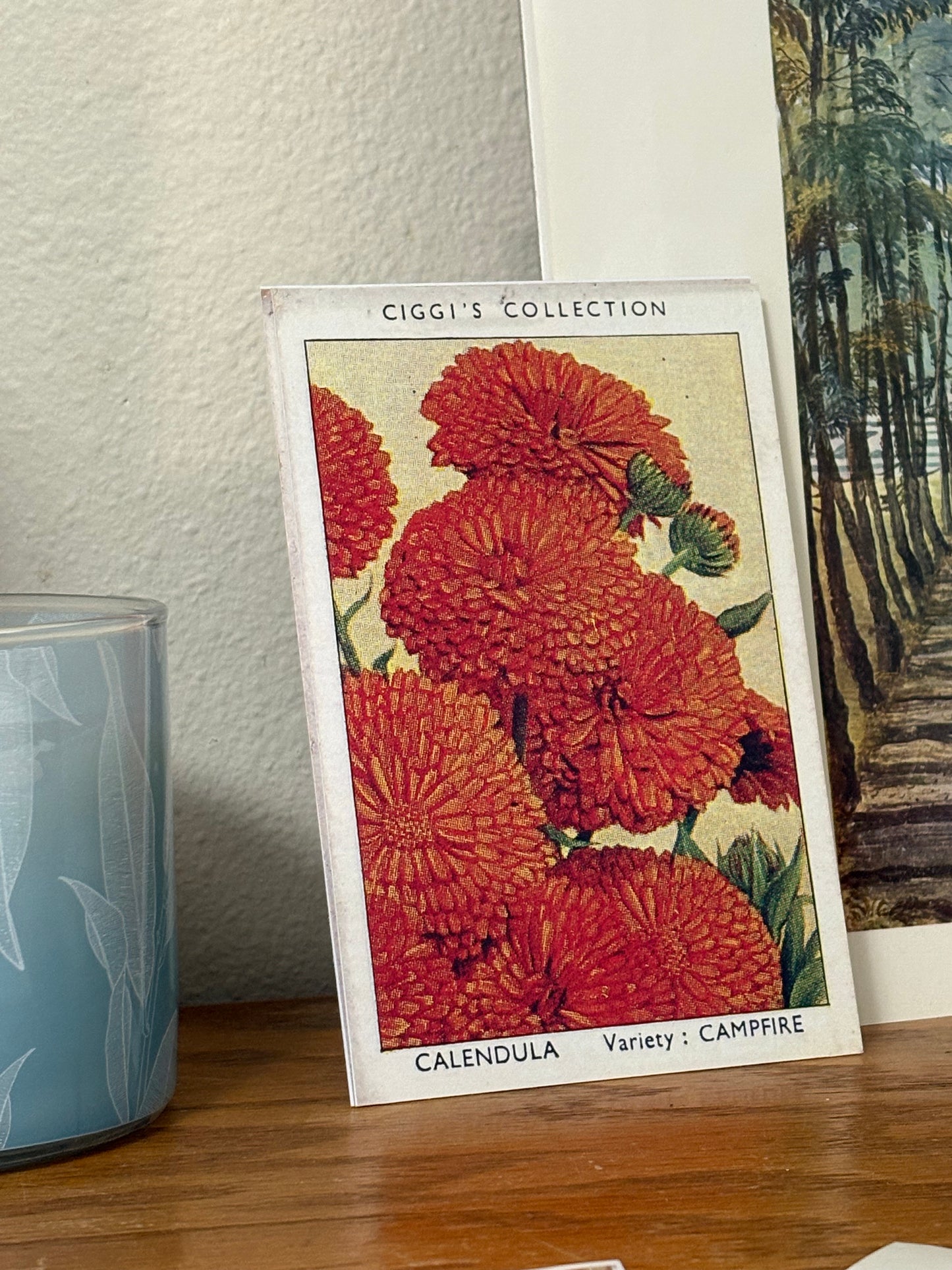 Vintage Calendula Flower Print | 1930's Cigarette Card