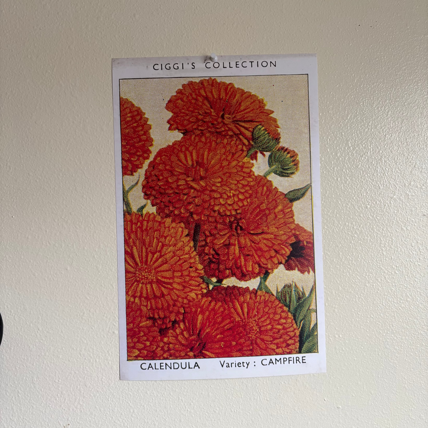 Vintage Calendula Flower Print | 1930's Cigarette Card