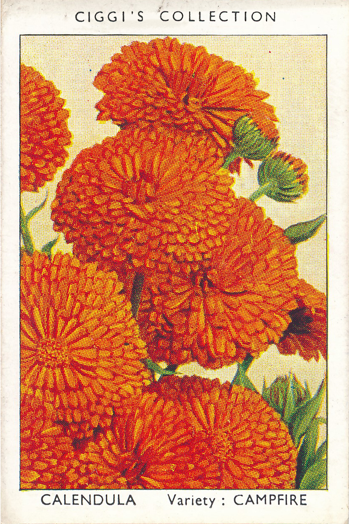 Garden Flowers Posters