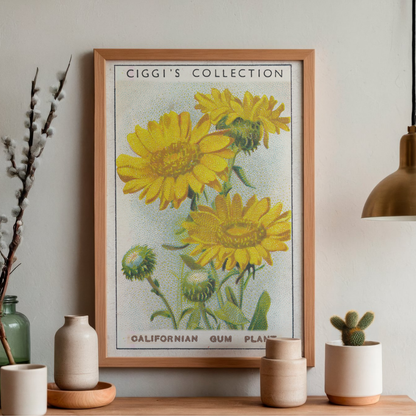 Vintage Californian Gum Flower Print | 1930's Cigarette Card