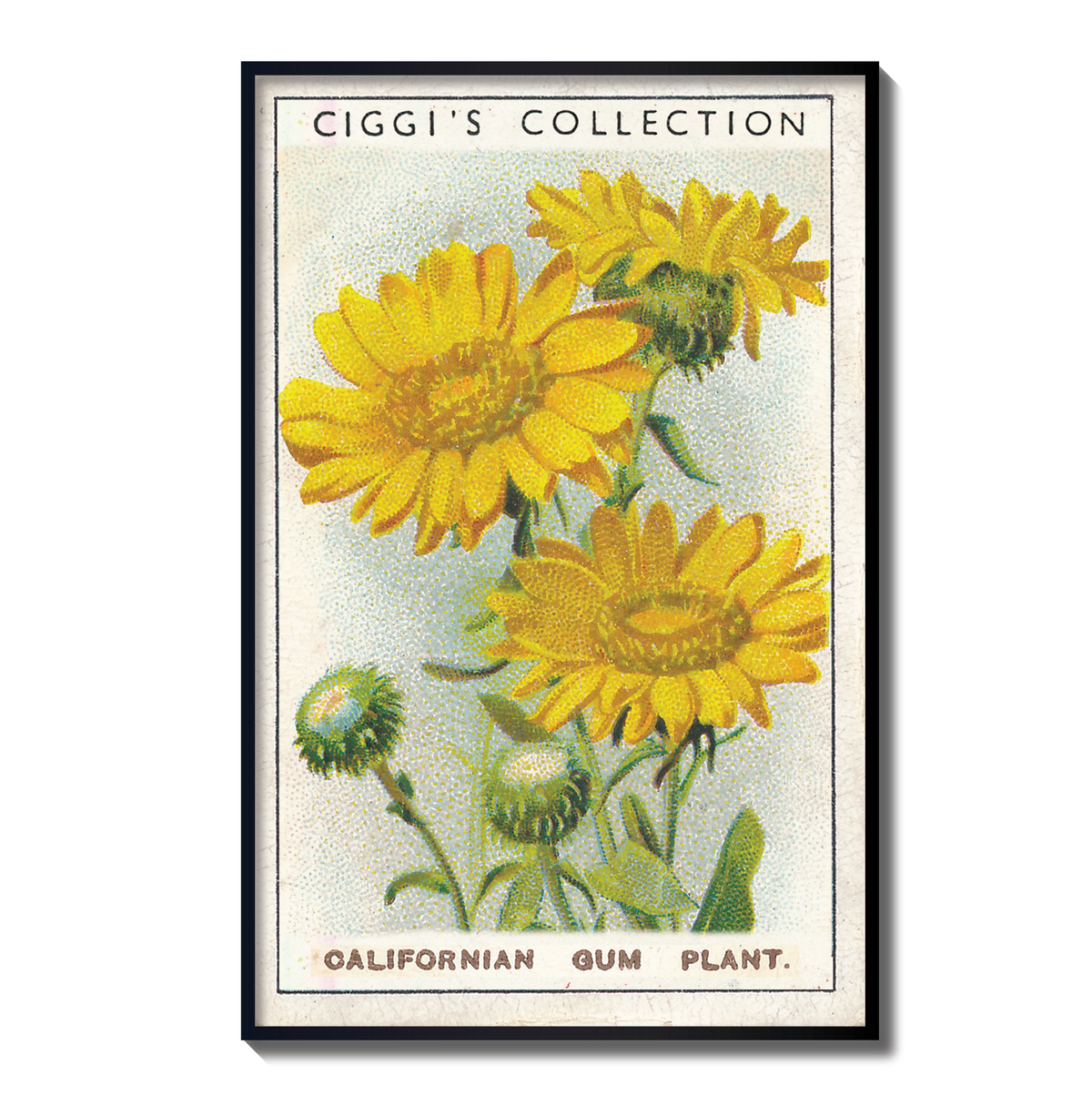 Vintage Californian Gum Flower Print | 1930's Cigarette Card