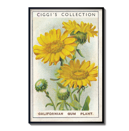 Vintage Californian Gum Flower Print | 1930's Cigarette Card