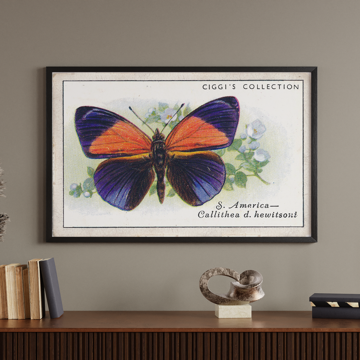 Vintage Calilthea D Butterfly Print | 1930s Cigarette Card Art