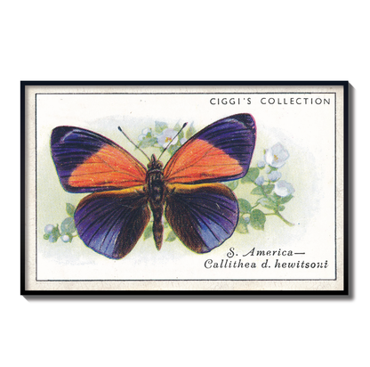Vintage Calilthea D Butterfly Print | 1930s Cigarette Card Art