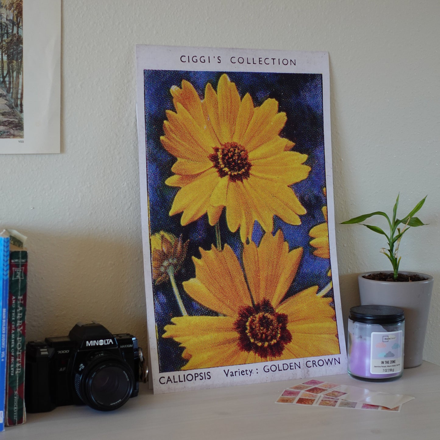 Vintage Calliopsis Flower Print | 1930's Cigarette Card