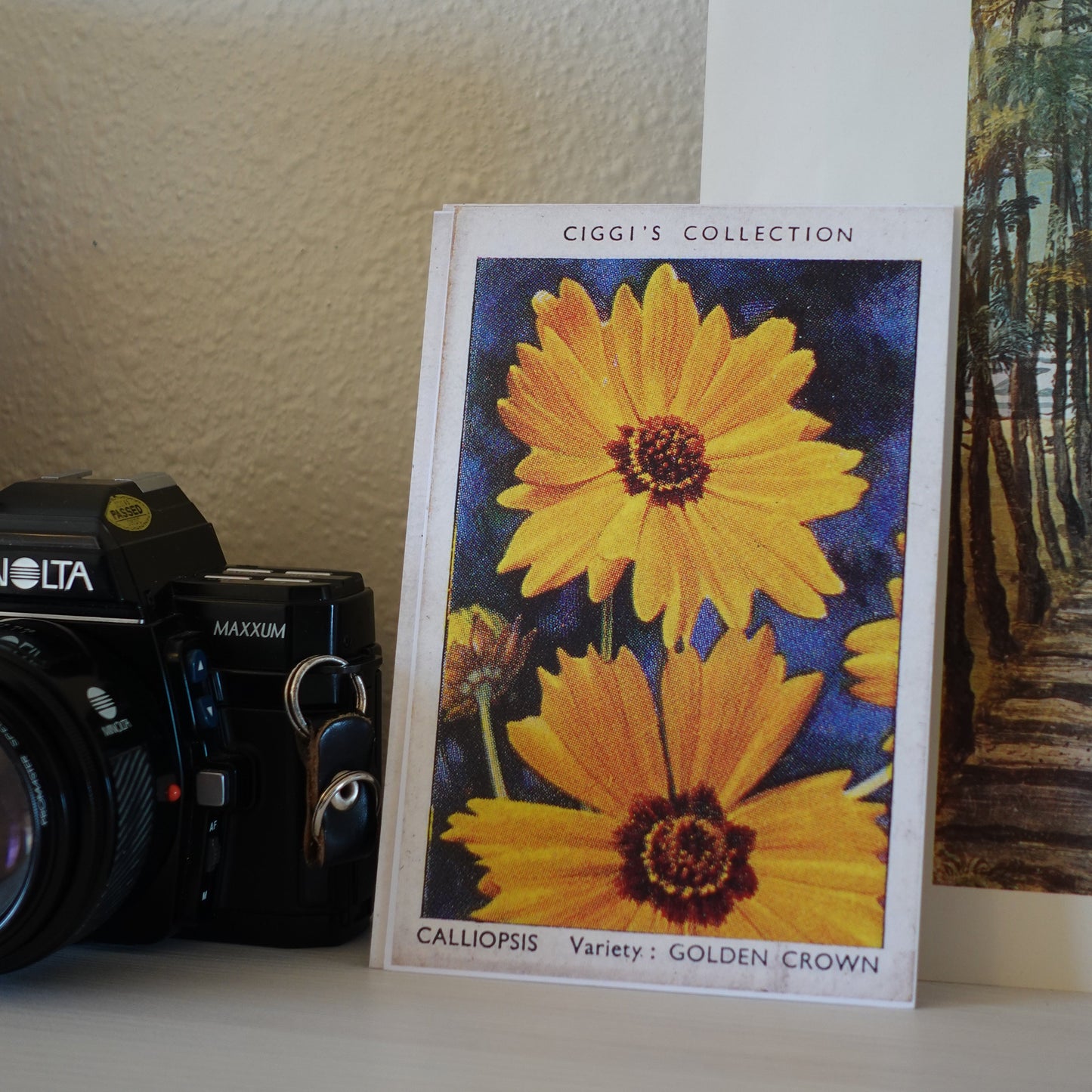 Vintage Calliopsis Flower Print | 1930's Cigarette Card