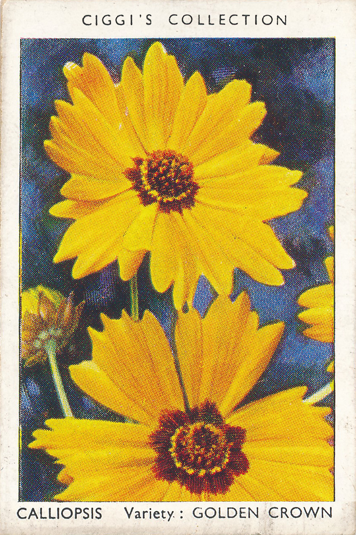 Garden Flowers Posters