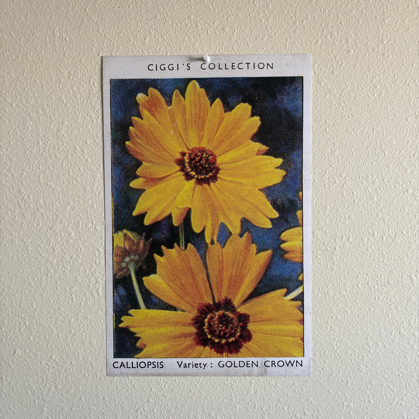 Vintage Calliopsis Flower Print | 1930's Cigarette Card