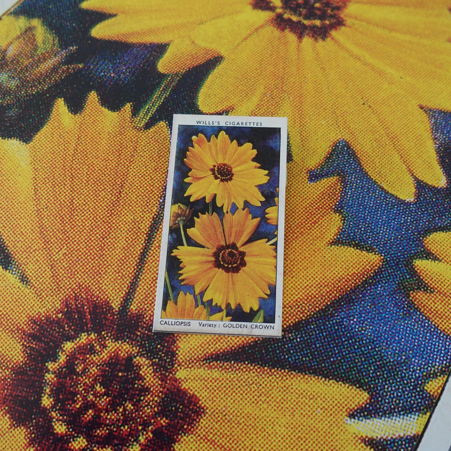Vintage Calliopsis Flower Print | 1930's Cigarette Card