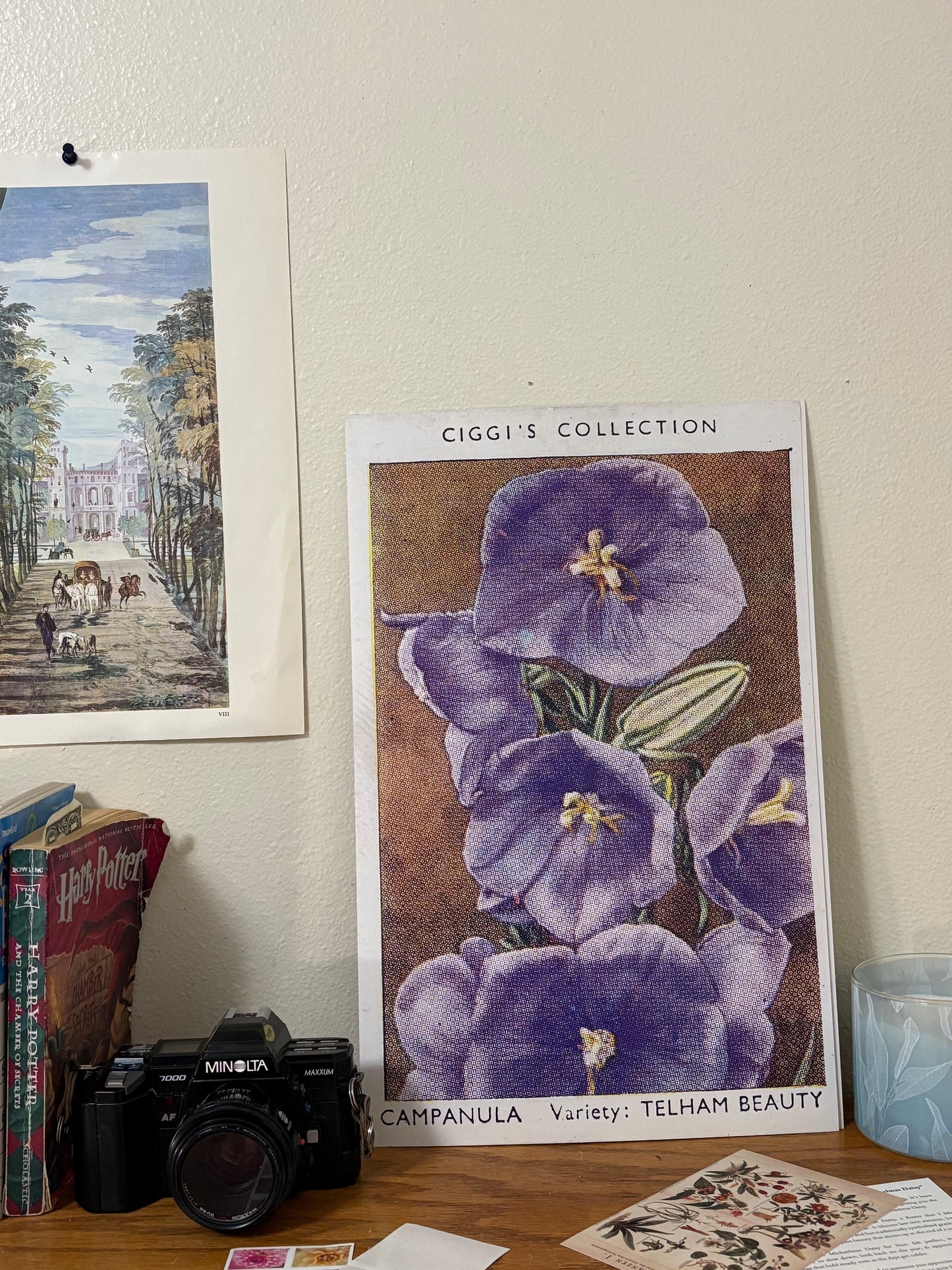 Vintage Campanula Flower Print | 1930's Cigarette Card