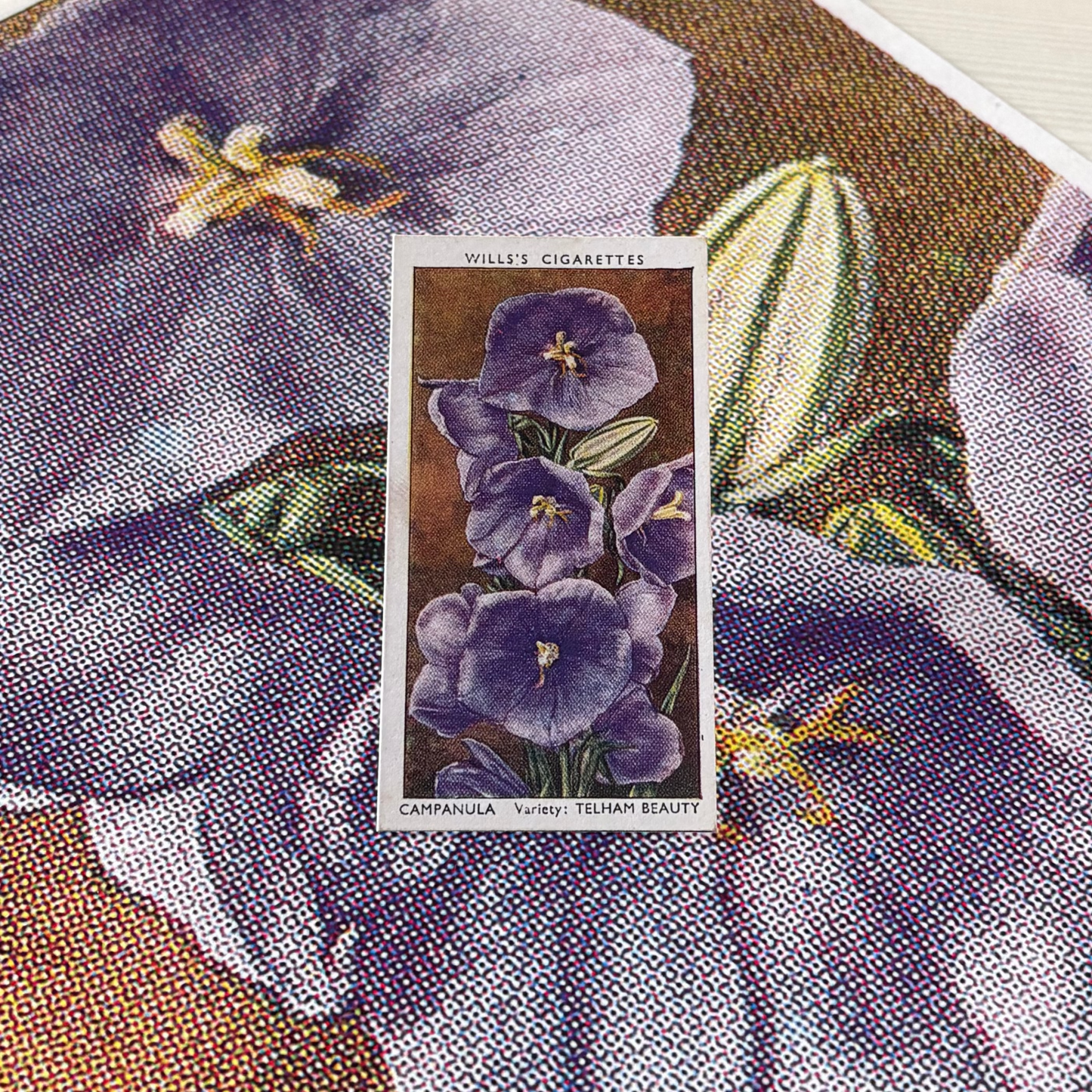 Vintage Campanula Flower Print | 1930's Cigarette Card