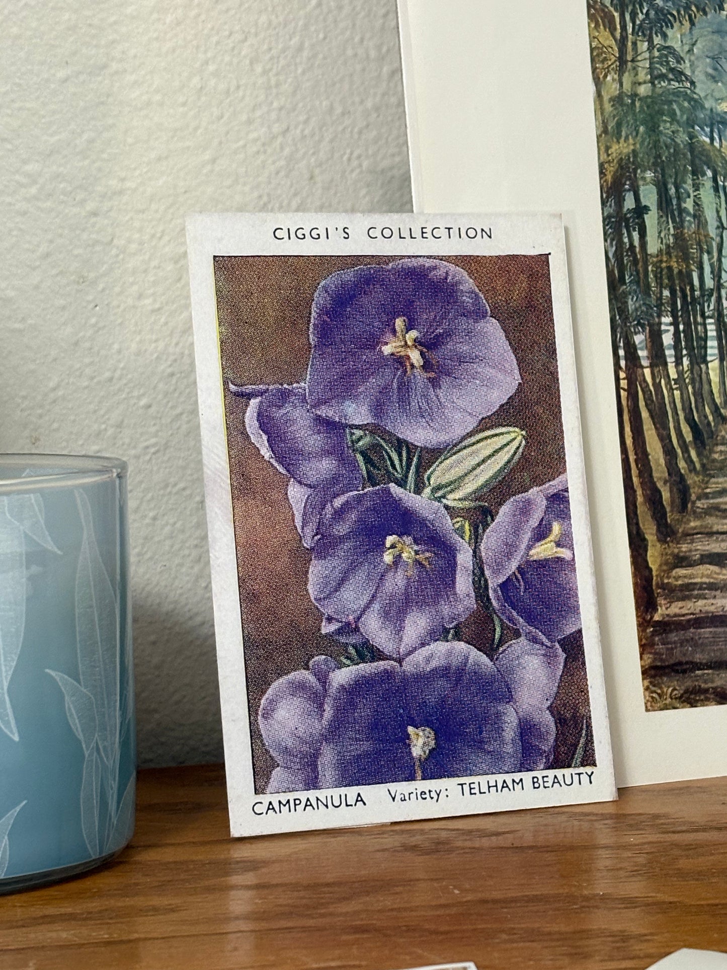 Vintage Campanula Flower Print | 1930's Cigarette Card