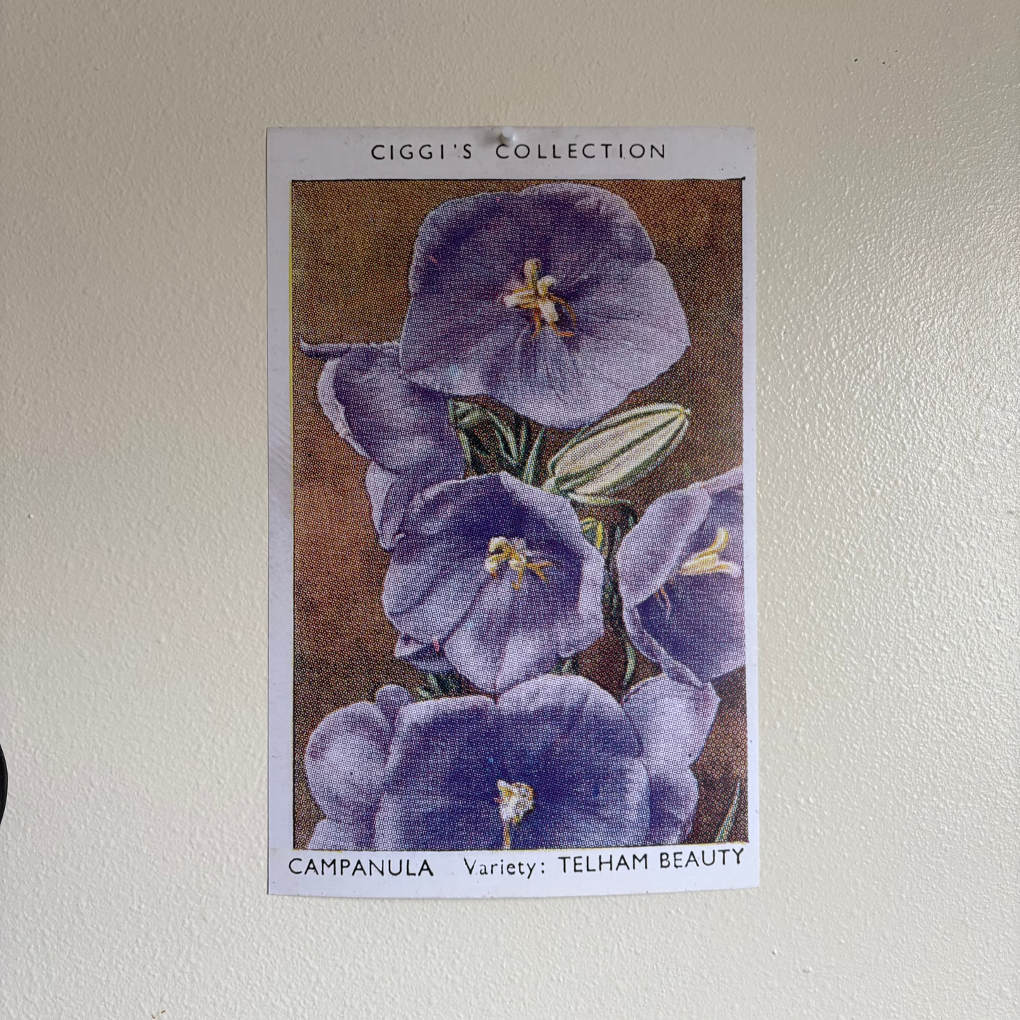 Vintage Campanula Flower Print | 1930's Cigarette Card