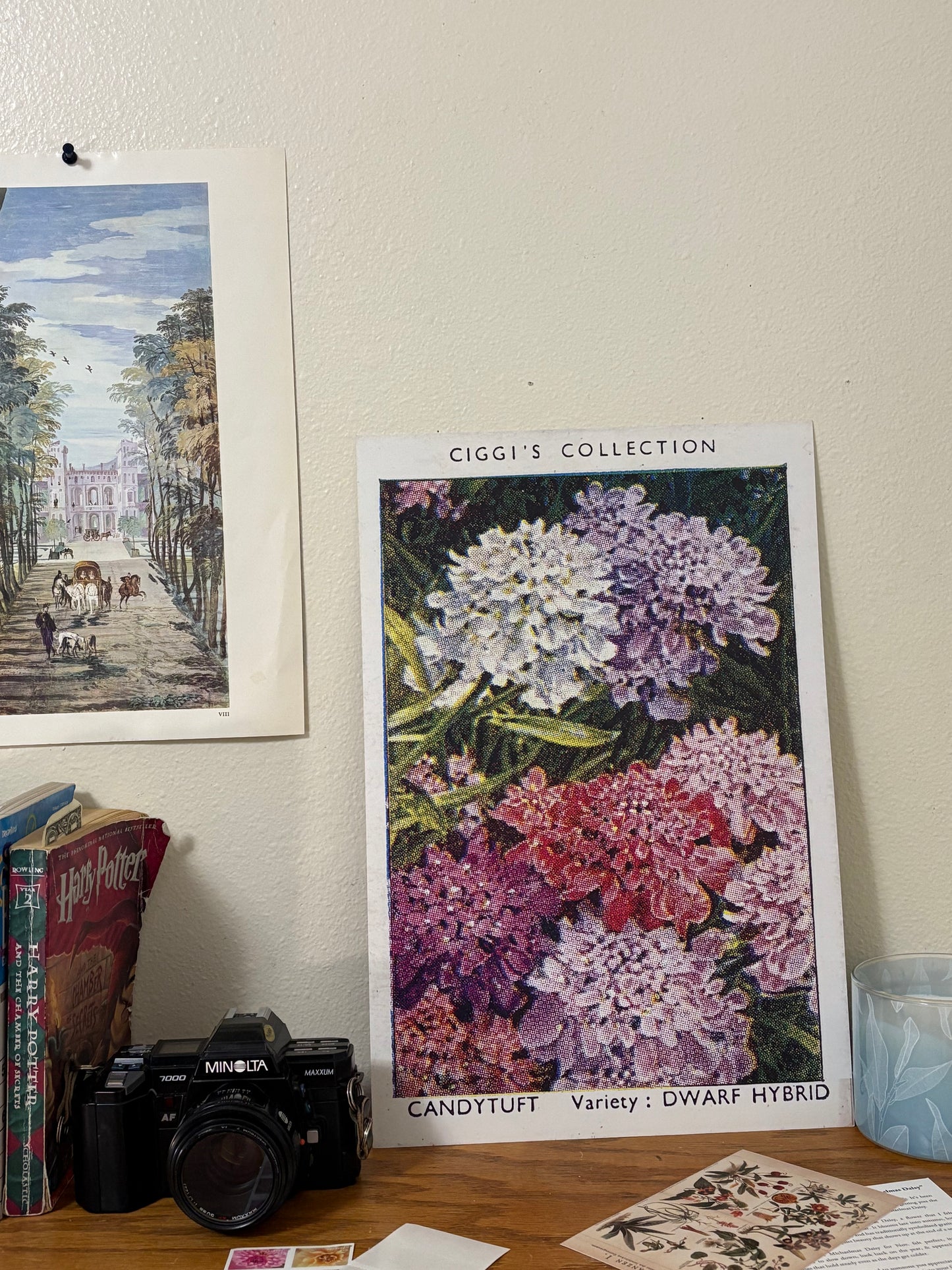 Vintage Candytuft Flower Print | 1930's Cigarette Card