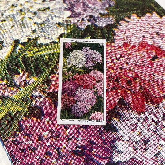 Vintage Candytuft Flower Print | 1930's Cigarette Card