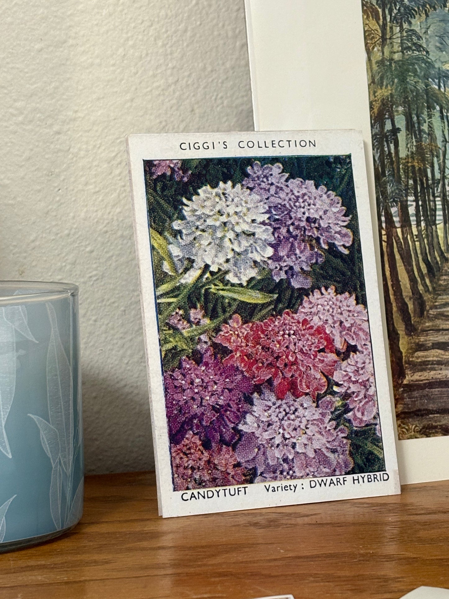 Vintage Candytuft Flower Print | 1930's Cigarette Card