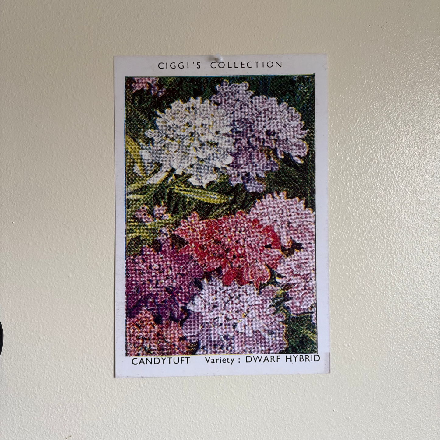 Vintage Candytuft Flower Print | 1930's Cigarette Card