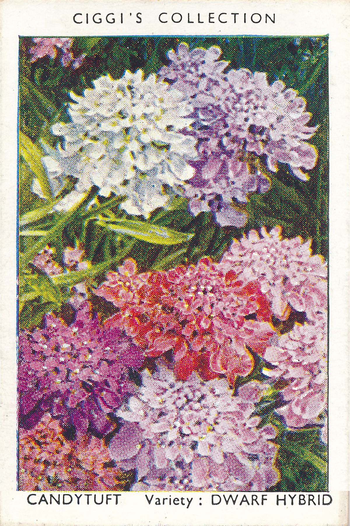 Garden Flowers Posters