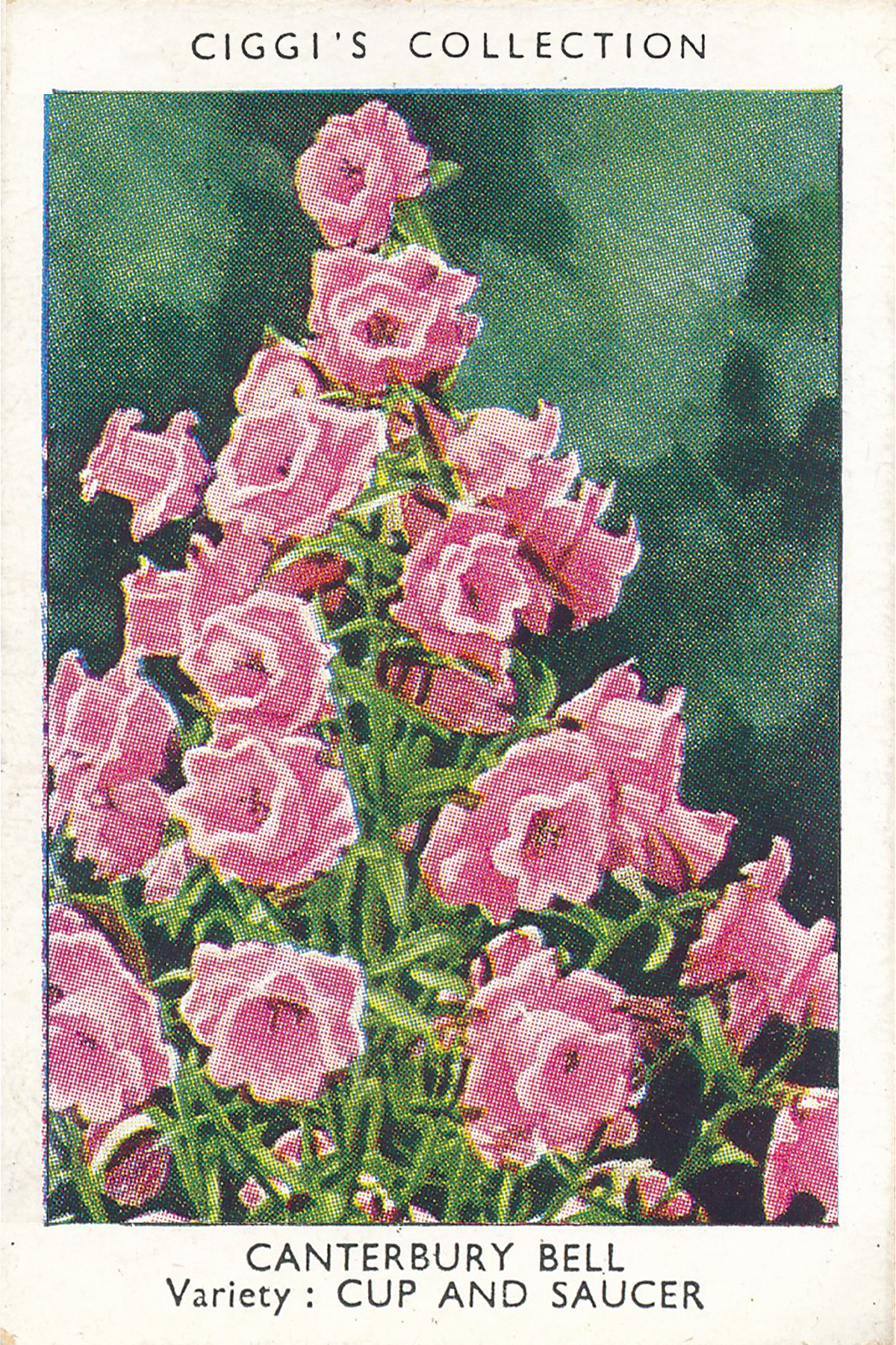 Garden Flowers Posters