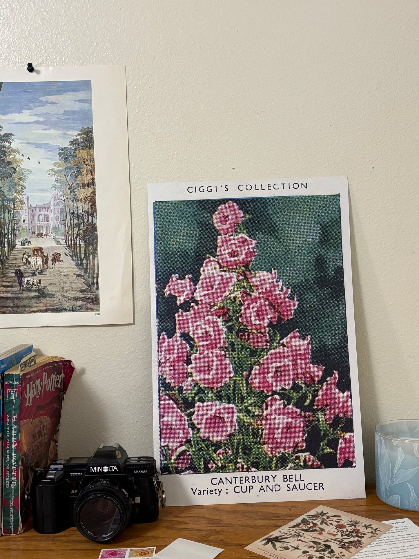 Vintage Canterbury Bell Flower Print | 1930's Cigarette Card