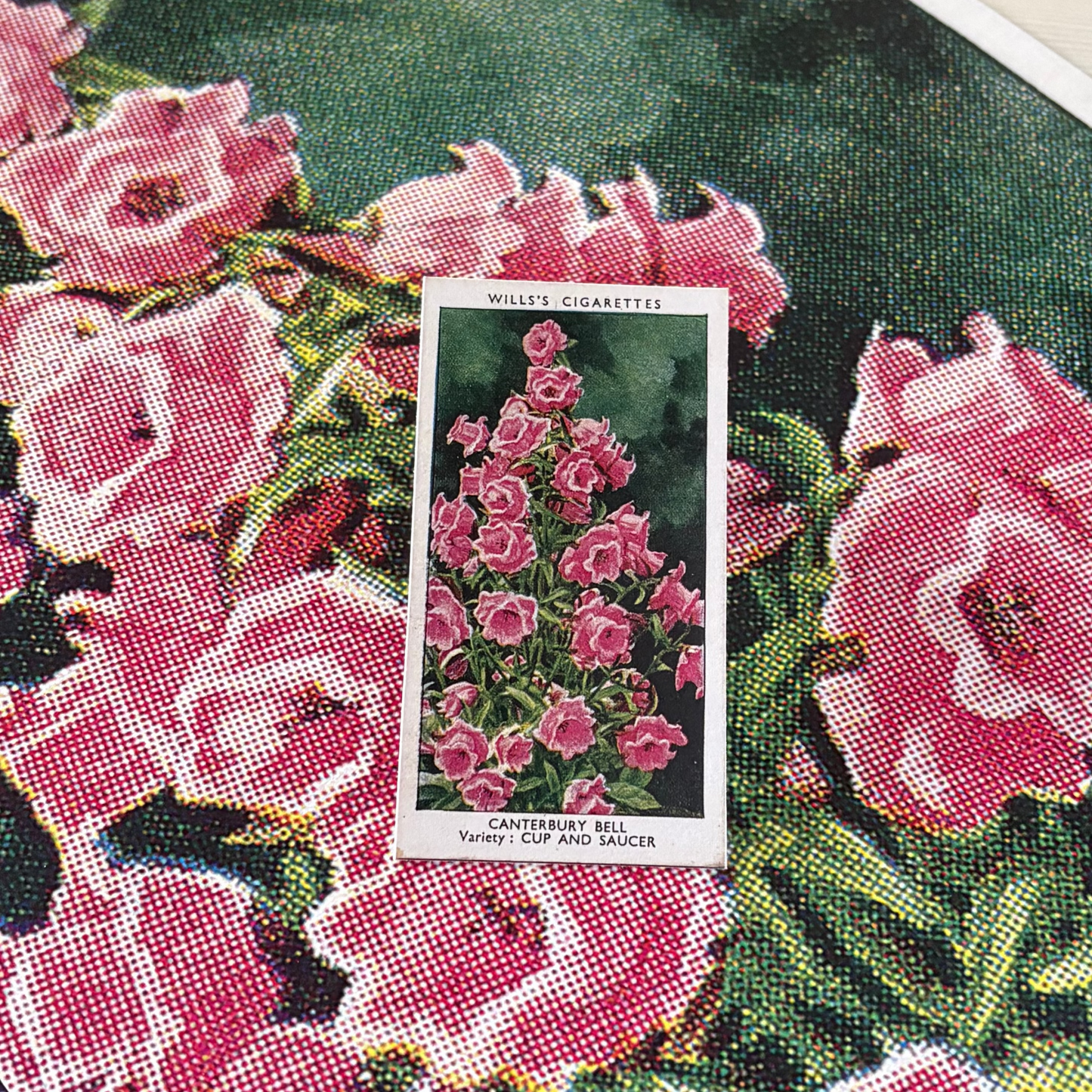 Vintage Canterbury Bell Flower Print | 1930's Cigarette Card