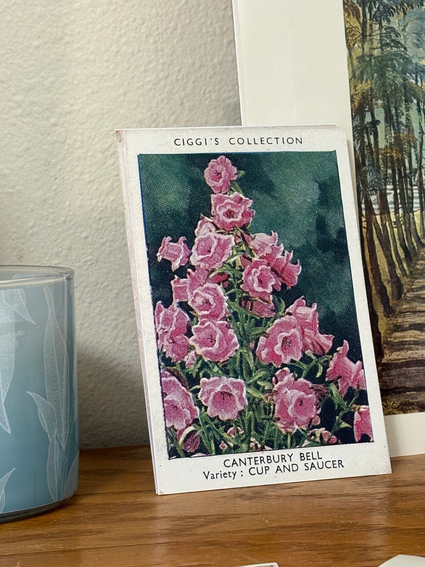 Vintage Canterbury Bell Flower Print | 1930's Cigarette Card