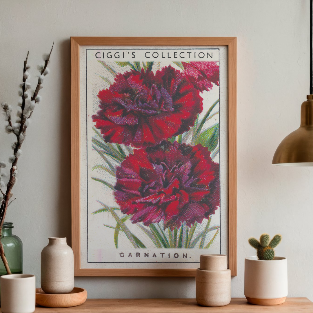 Vintage Carnation Flower Print | 1930's Cigarette Card