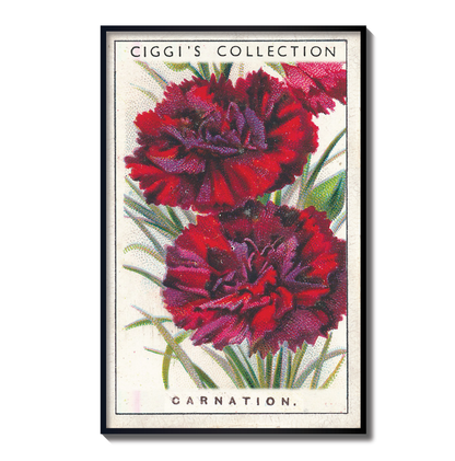 Vintage Carnation Flower Print | 1930's Cigarette Card