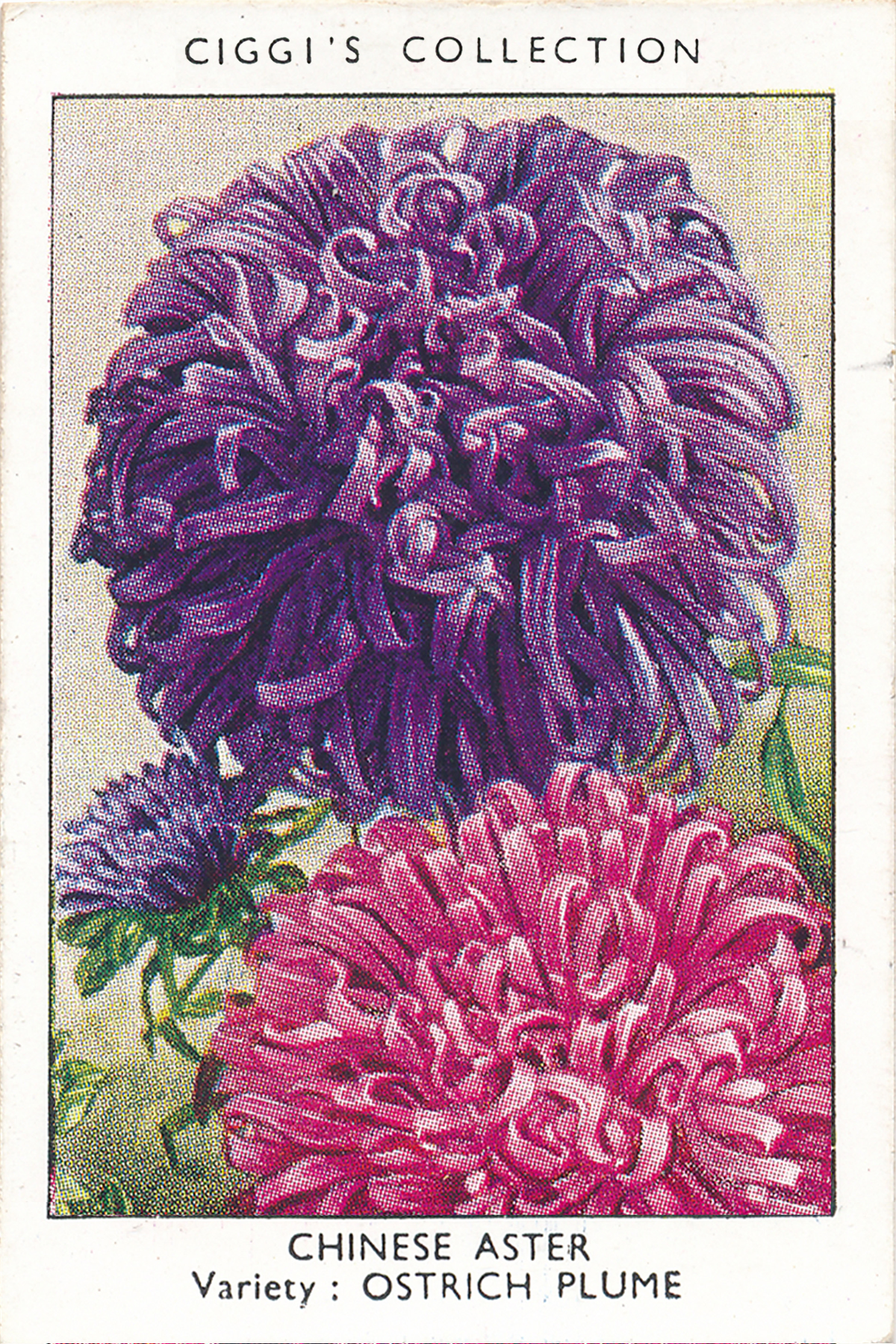 Garden Flowers Posters