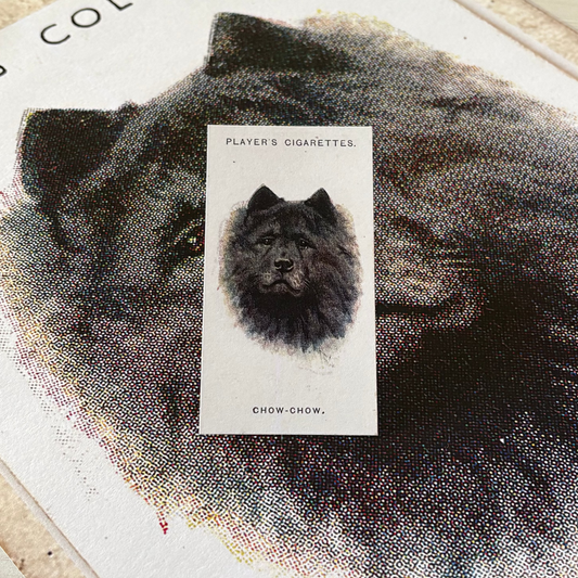 Vintage Chow Chow Dog Print | 1930's Cigarette Card