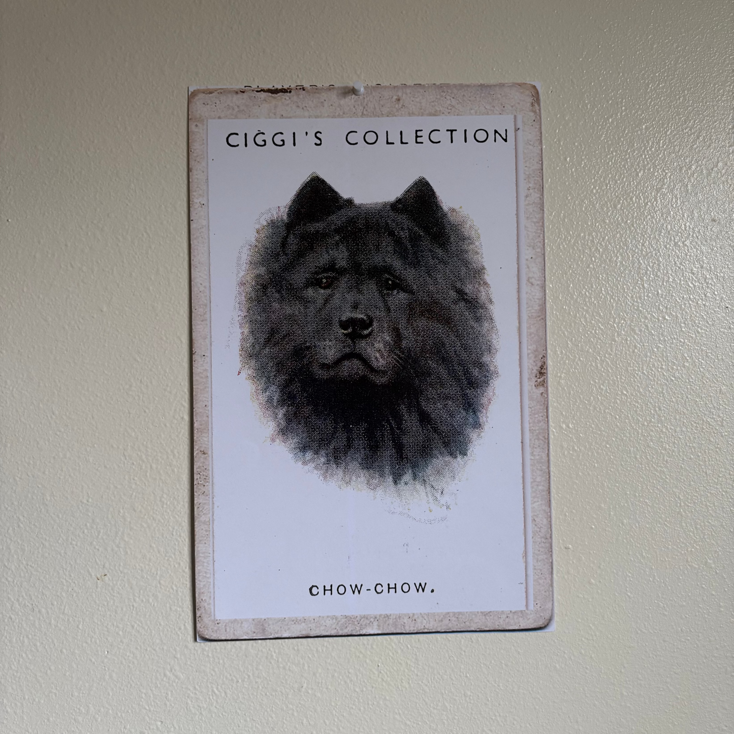 Vintage Chow Chow Dog Print | 1930's Cigarette Card