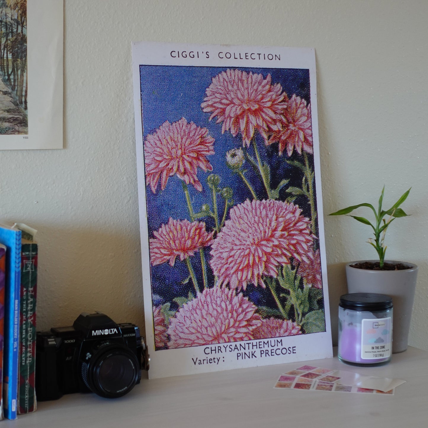 Vintage Chrysanthemum Flower Print | 1930's Cigarette Card