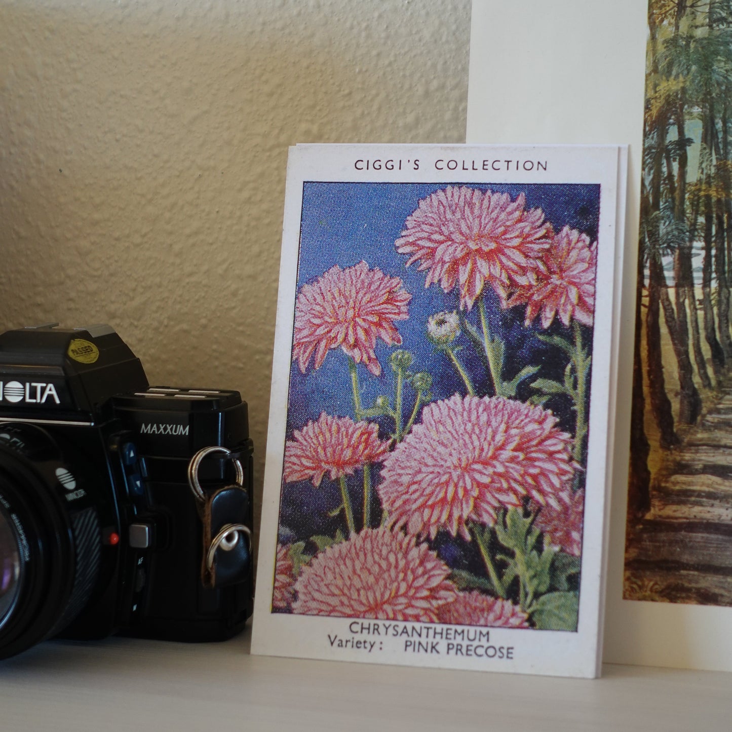 Vintage Chrysanthemum Flower Print | 1930's Cigarette Card