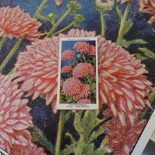 Vintage Chrysanthemum Flower Print | 1930's Cigarette Card