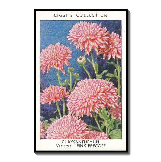 Vintage Chrysanthemum Flower Print | 1930's Cigarette Card