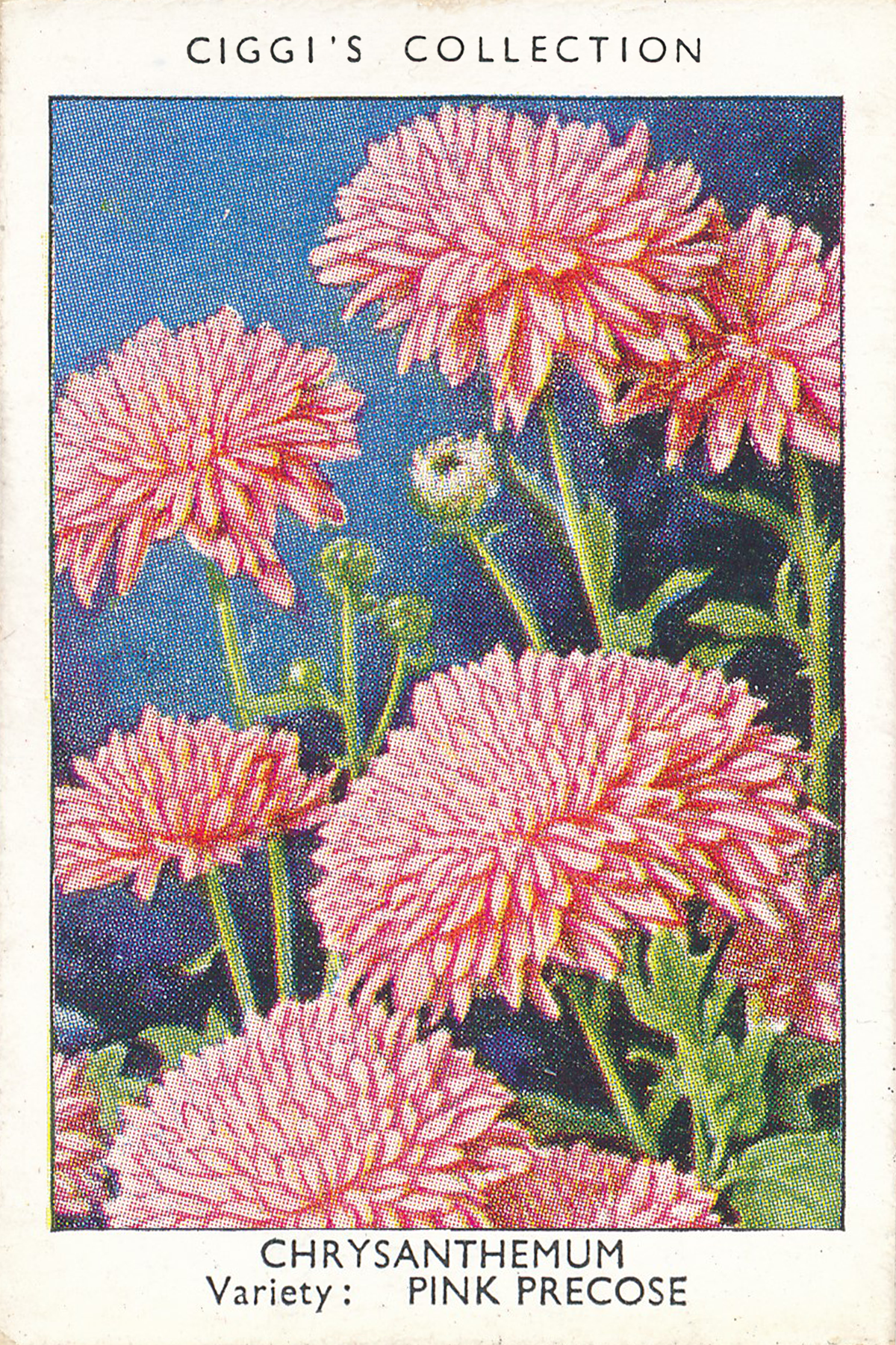 Garden Flowers Posters