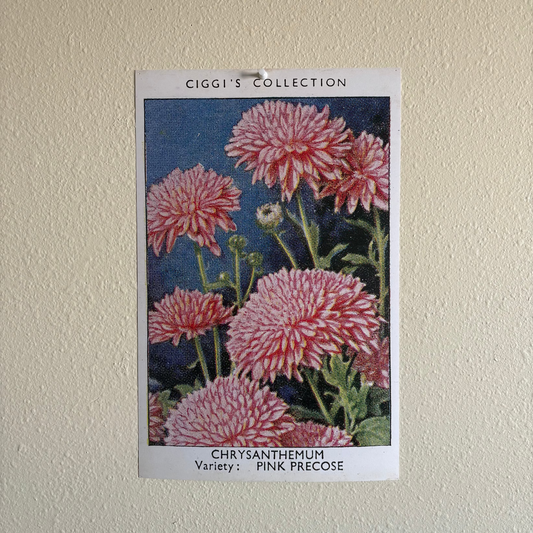 Vintage Chrysanthemum Flower Print | 1930's Cigarette Card